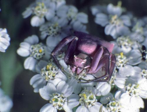 Réf. 115 630 : Thomisus sp.