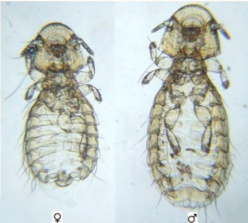 Campanulotes bidentatus