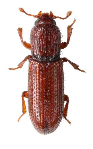 Réf. 115 020 : Oxylaemus variolosus