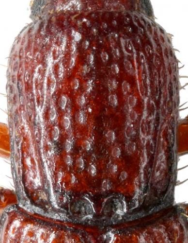 Réf. 115 022 : Oxylaemus variolosus