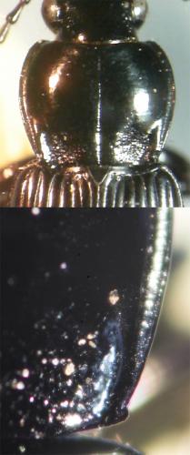 Pterostichus nigrita