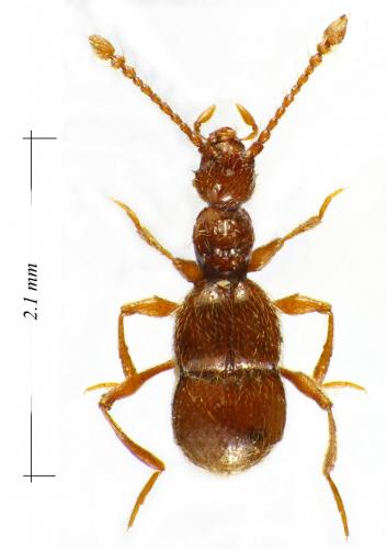 Réf. 115 019 : Paramaurops sp.