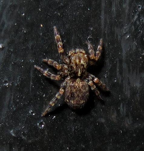 Pseudeuophrys sp.