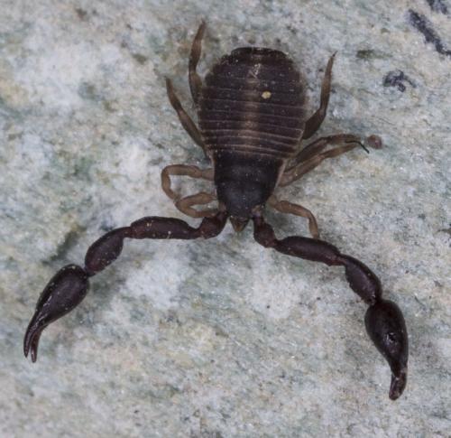 Rhacochelifer maculatus