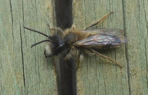 Andrena sp.