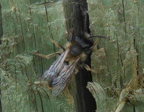 Andrena sp.