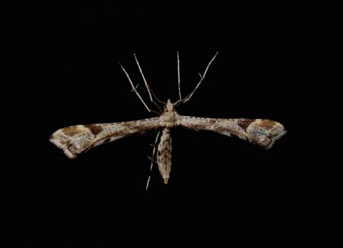 Platyptilia sp.