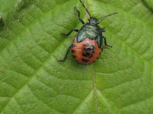 Réf. 115 236 : Zicrona caerulea
