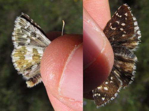 Pyrgus sp.