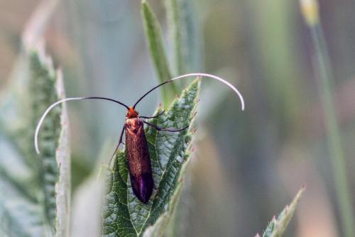 Nemophora metallica