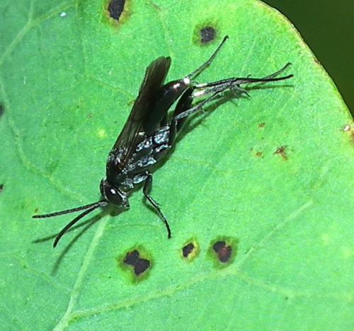 Réf. 115 444 : Agenioideus sp.