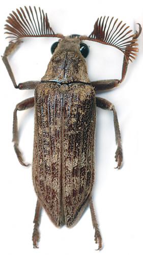Rhipicera bifossata