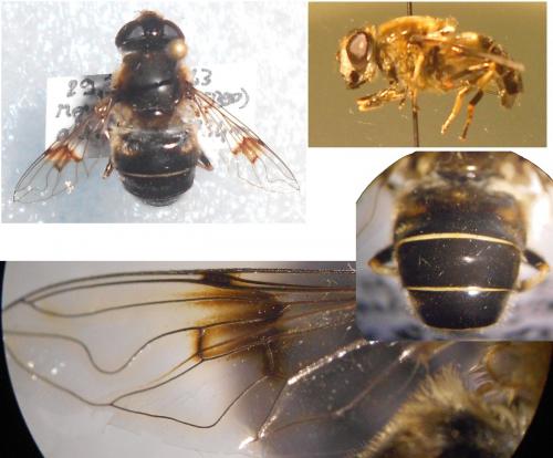 Réf. 115 833 : Eristalis rupium