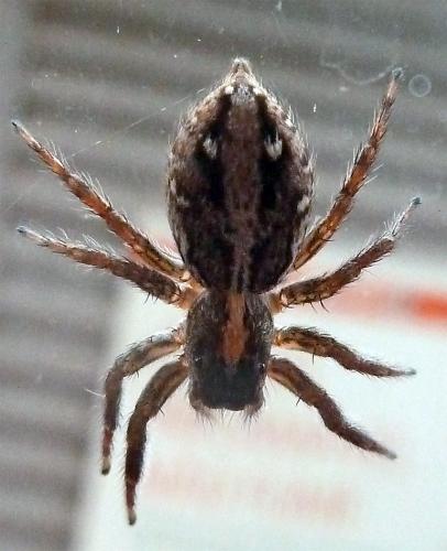 Réf. 115 155 : Plexippus paykulli