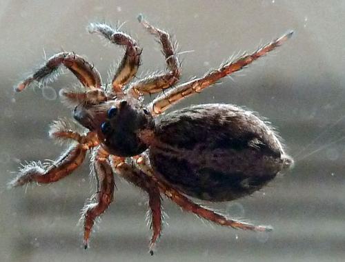 Réf. 115 156 : Plexippus paykulli