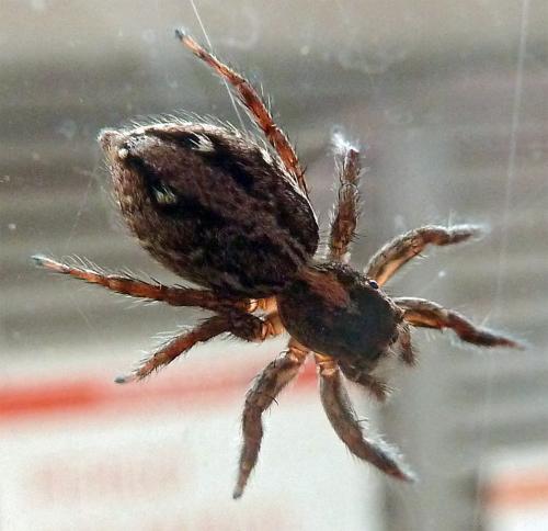 Réf. 115 157 : Plexippus paykulli