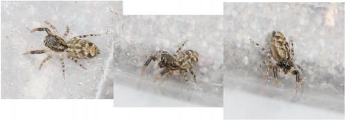 Marpissa muscosa