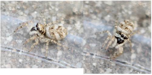Salticus sp.