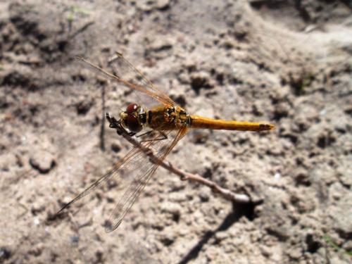 Sympetrum fonscolombii