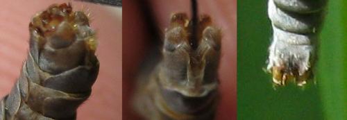 Réf. 115 150 : Tipula neurotica