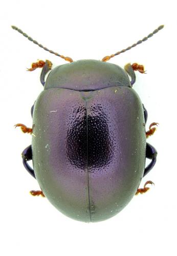 Réf. 115 068 : Chrysolina sturmi