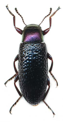 Callismilax sp.
