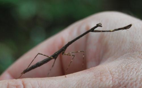 Macromusonia sp.