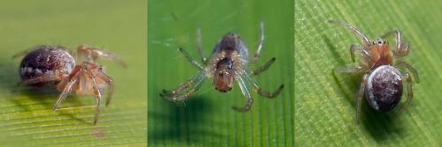 Araniella sp.