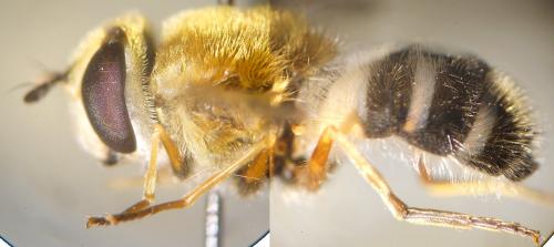 Epistrophe leiophthalma