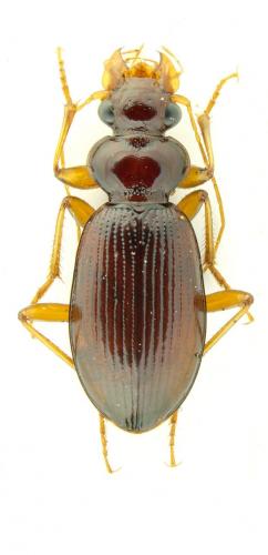 Leistus ferrugineus