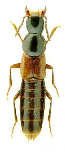 Réf. 115 069 : Quedius sp.