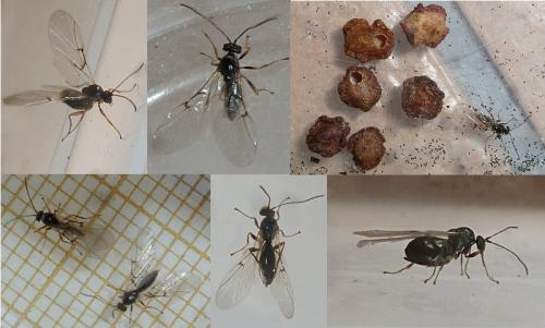 Réf. 115 282 : Neuroterus albipes