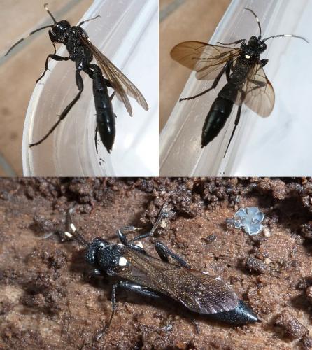 Réf. 115 727 : Ichneumon lugens