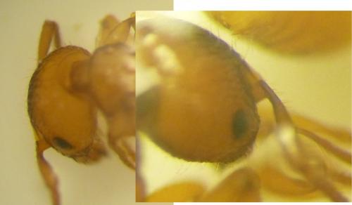 Myrmica spinosior