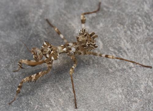 Réf. 115 616 : Blepharopsis mendica