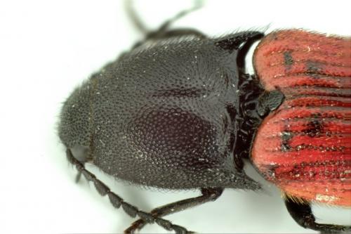 Ampedus sanguineus