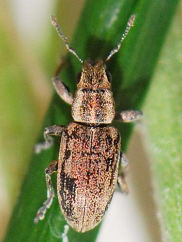 Sitona lineatus