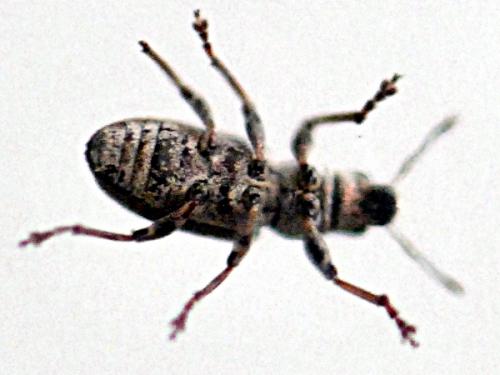 Sitona lineatus