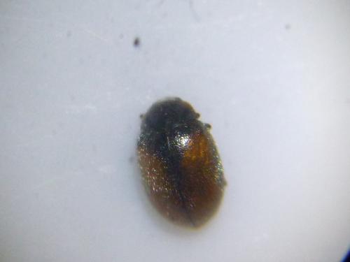 Réf. 115 298 : Scymnus suturalis