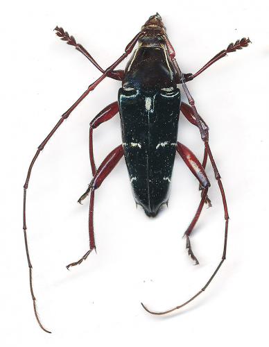 Spintheria gratiosa