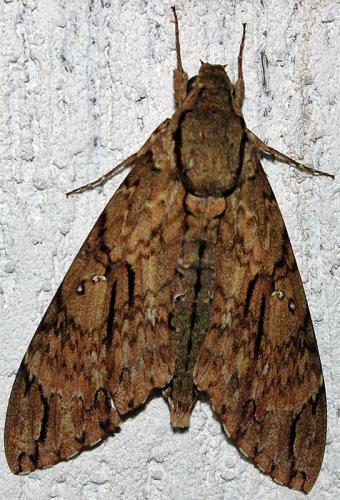 Réf. 115 223 : Amphonyx lucifer