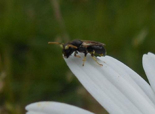 Réf. 115 243 : Hylaeus cornutus