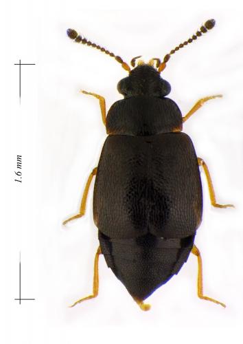 Réf. 115 002 : Proteinus brachypterus
