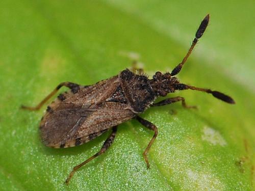 Réf. 115 597 : Strobilotoma typhaecornis