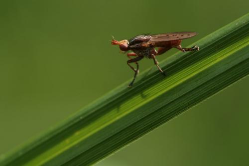 Hydromya dorsalis