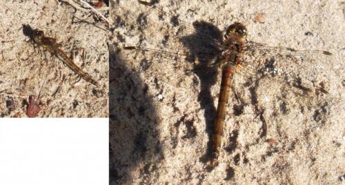 Sympetrum striolatum