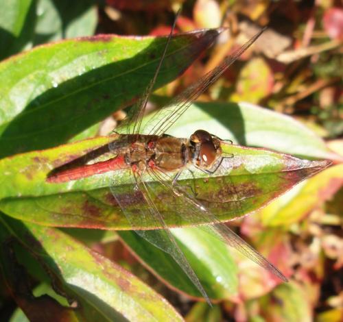 Sympetrum striolatum