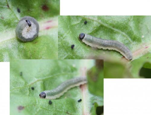 Ametastegia sp.