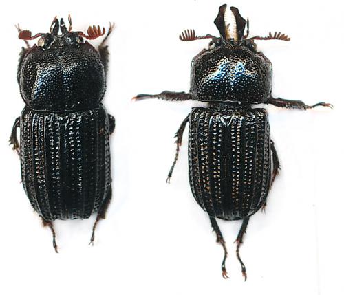 Réf. 115 134 : Syndesus cancellatus