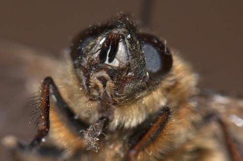 Réf. 115 794 : Tachina ursina